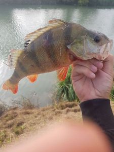 European Perch