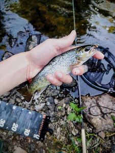 Brown Trout