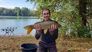 Common Carp