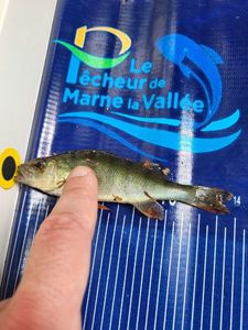 European Perch