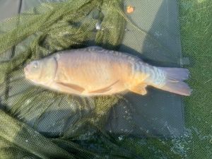 Mirror Carp