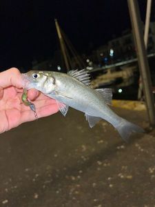 European Bass (Seabass)