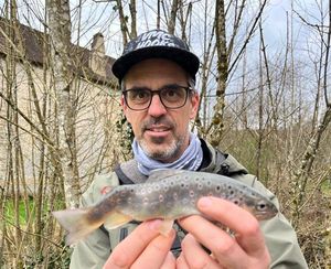 Brown Trout