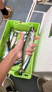 Mackerel