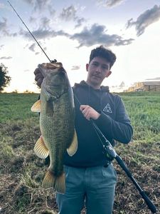 Largemouth Bass