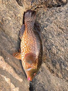 Ballan Wrasse