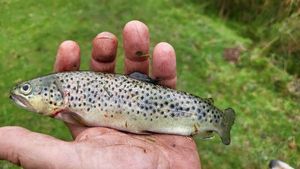 Brown Trout