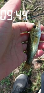 Largemouth Bass