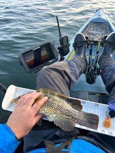 Ballan Wrasse