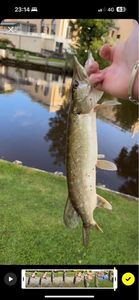 Northern Pike