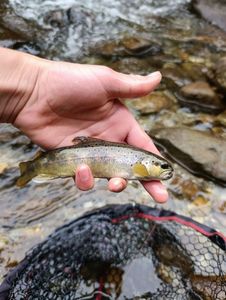 Brown Trout