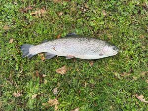 Rainbow Trout