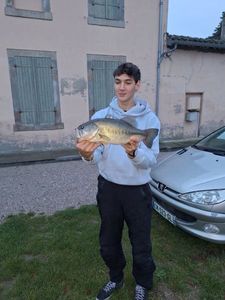 Largemouth Bass