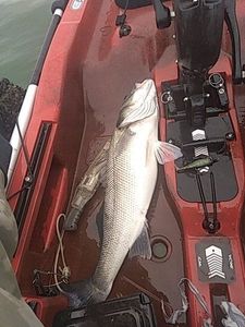 European Bass (Seabass)