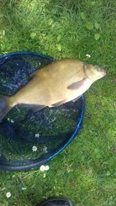 Common Bream
