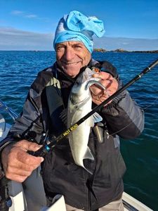 European Bass (Seabass)
