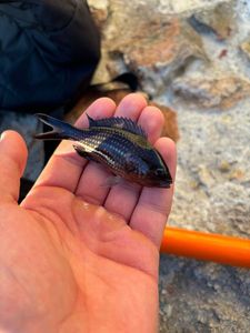 Damselfish