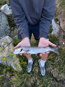 Brown Trout