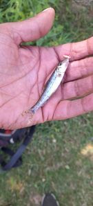 Gudgeon