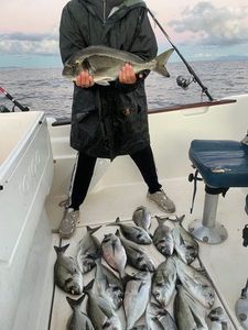 Gilthead Seabream