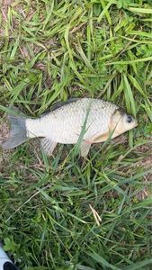 Crucian Carp
