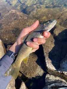 Brown Trout