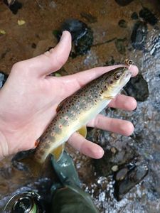 Brown Trout