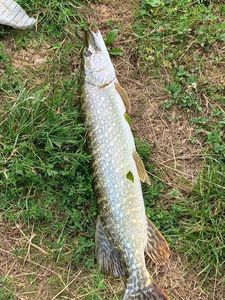 Northern Pike