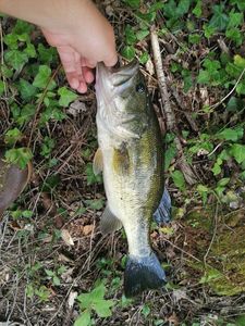 Smallmouth Bass