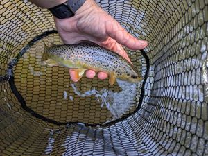 Brown Trout