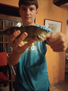 European Perch