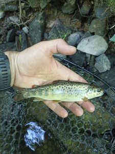 Brown Trout