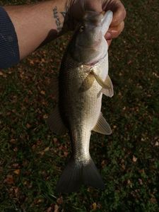 Largemouth Bass