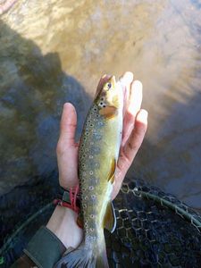 Brown Trout