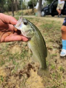 Largemouth Bass