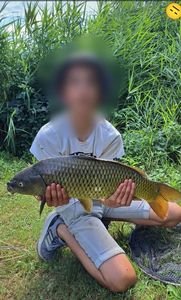 Common Carp
