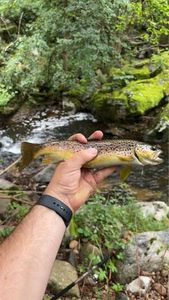 Brown Trout