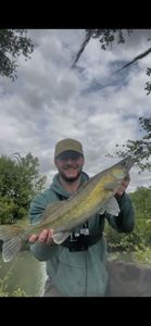 Zander