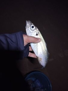Atlantic Horse Mackerel
