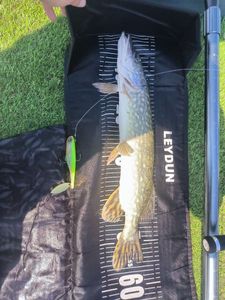 Northern Pike