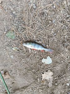European Perch