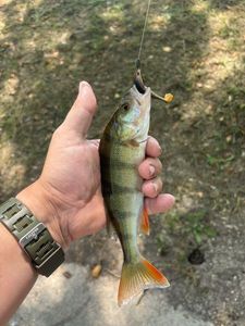 European Perch