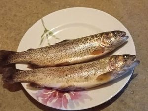 Rainbow Trout