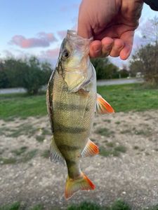 European Perch