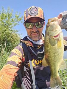 Largemouth Bass
