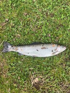Rainbow Trout