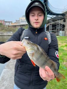 European Perch