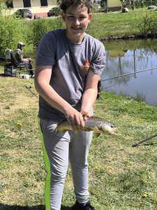 Brown Trout