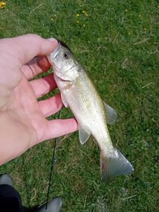 Largemouth Bass