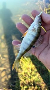European Perch